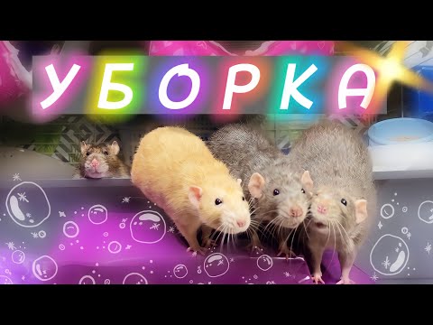 Видео: Уборка у крыс 🐀