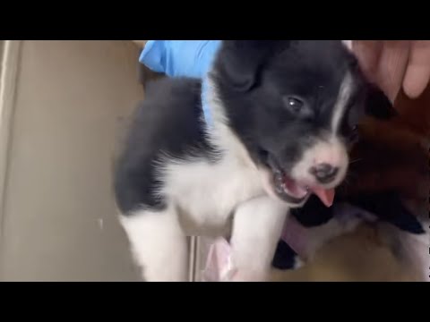 Видео: Мать бездомная собака молится за то, чтобы я забрал его ребенка, и я забрал их всех!