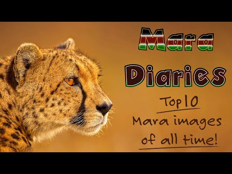 Видео: 10 лучших фотографий сафари в Масаи-Мара от Энди Рауза, закулисье, советы и подсказки, отличные ф...