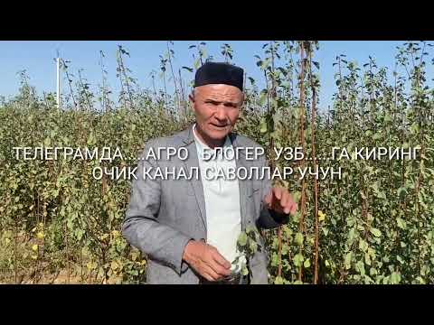 Видео: ҚОҚИ ВА ЭКСПОРТ БОП СЛИВА  ҚОРОЛИ .КУЧАТЛАР.....