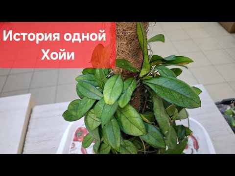 Видео: Пересадка, черенкование, формирование Хойи Крассипетиолата. Видео от 08.04.2025г.
