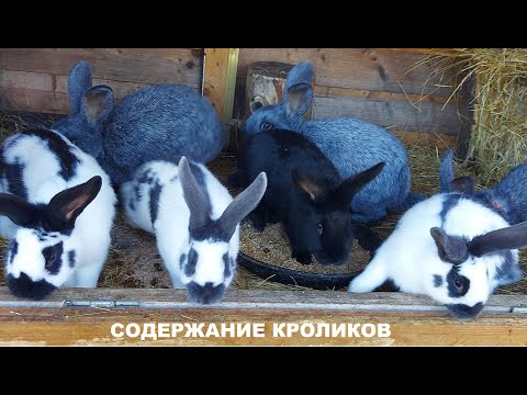 Видео: СОДЕРЖАНИЕ КРОЛИКОВ🐇 ОТВЕТЫ НА КОММЕНТАРИИ