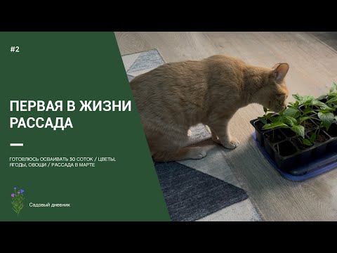 Видео: ПЕРВАЯ В ЖИЗНИ РАССАДА / Посадила цветы, ягоды, овощи / Результаты к середине марта