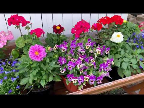 Видео: Картинка и реальность: однолетники из семян 2025г