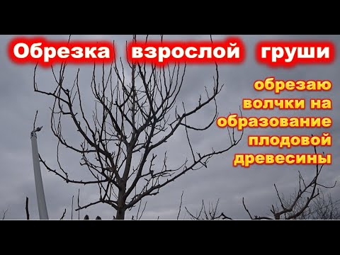 Видео: ОБРЕЗКА ГРУШИ с волчками