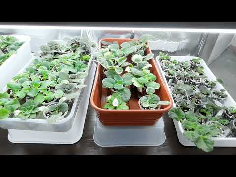 Видео: Как 2раза быстрее вырастить деток фиалки. Моя коллекция после переукоренения.Обзор цветочной комнаты