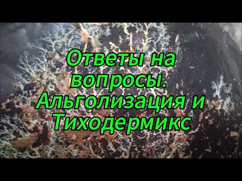 Видео: Ответы на вопросы  Альголизация опила и размножение Триходермикса
