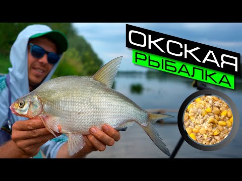 Видео: ФИДЕРНАЯ ЛОВЛЯ НА РЕКЕ / РЫБАЛКА НА ФИДЕР / FROS FISHING