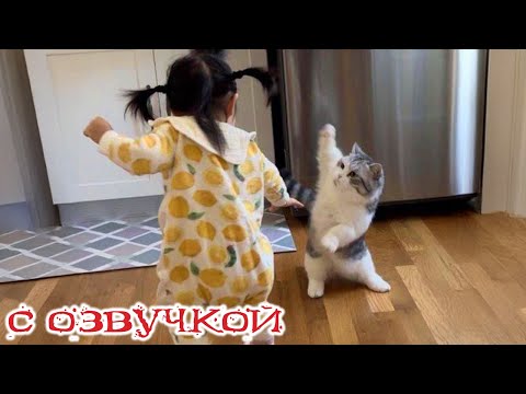 Видео: Приколы с котами! - С ОЗВУЧКОЙ! Самые смешные животные! Смешные коты! ТЕСТ НА ПСИХИКУ!