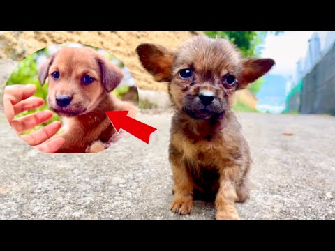 Видео: Я в шоке! Щенок 🐶 стал настоящим ангелом ❤️🥰