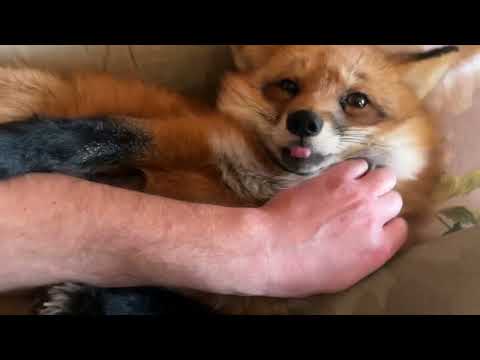 Видео: Алиса - лиса. Мартовская подушка