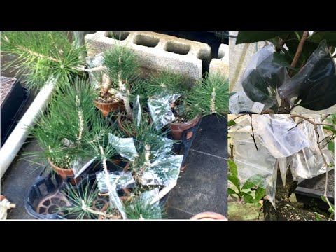 Видео: Развитие бонсай из черной сосны, бонсай из камелии и бонсай из королевской устрицы, которые соединяю