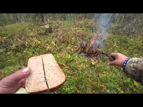 Видео: сегодня без подъема))). охота с русскими гончими 20.09.22 г.