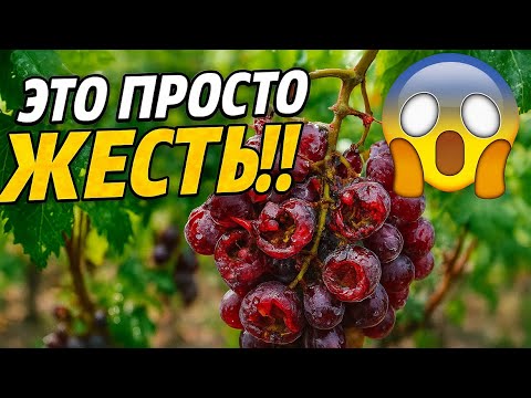 Видео: ЭТО Просто ЖЕСТЬ!!!