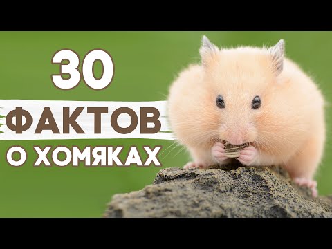 Видео: Интересные Факты о Хомяках