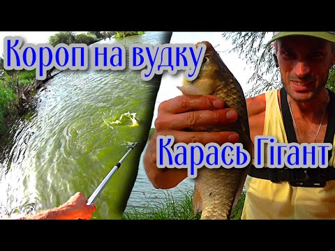 Видео: КОРОП на Поплавок. КАРАСЬ ГІГАНТ на флет фідер. Рибалка на коропа та карася. Ловля коропа на вудку