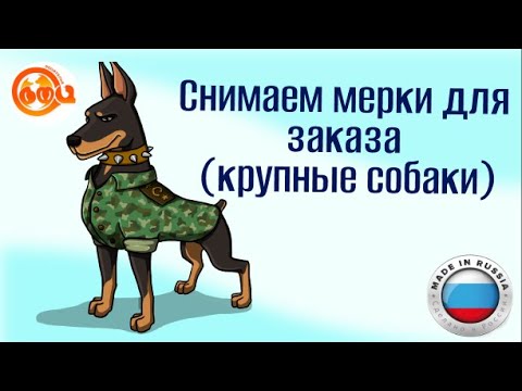 Видео: Снятие мерок на комбинезон  для крупных собак.