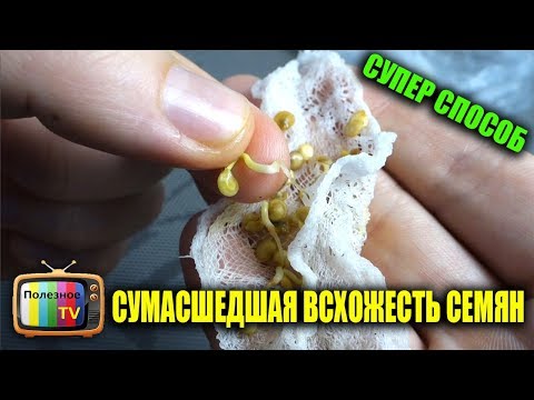 Видео: СУМАСШЕДШАЯ ВСХОЖЕСТЬ ЛЮБЫХ СЕМЯН СУПЕР СПОСОБ