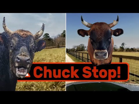 Видео: Собственная песня Чака и многое другое!