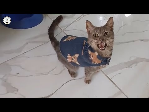 Видео: Нелюбимый с тех пор, как заболел, он расплакался, обретя настоящий любящий дом.