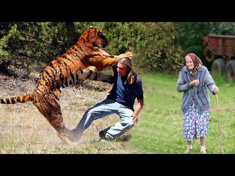 Видео: Грабя одинокую старушку, подлец точно не рассчитывал на такой исход. Его нашла тигрица