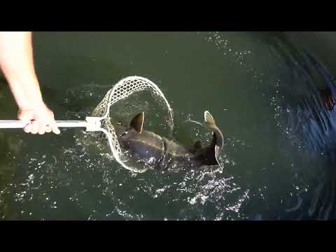 Видео: Как я провёл лето