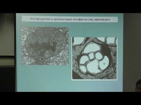 Видео: Носов А. М. - Физиология растений I - 14. Физиология клетки