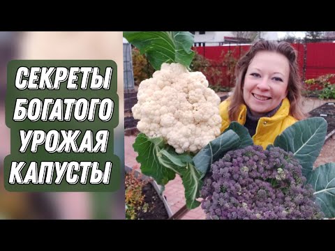 Видео: Почему Капуста Не Завязывается и Уходит в Цвет | Подкормка Капусты | Сад для души