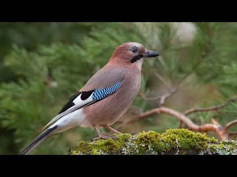 Видео: ШПИОН ЛЕСА - СОЙКА. Невероятные факты, о которых ты не знал (читай в описании)