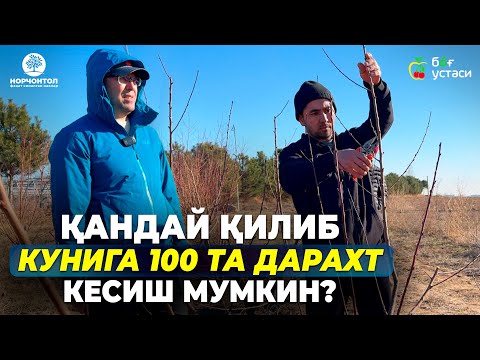 Видео: 5 ДАҚИҚАДА 2 ЁШЛИ ШАФТОЛИНИ ҚАНДАЙ КЕСИШНИ ЎРГАНИНГ! | ШУҲРАТ АБРОРОВ #shuhratabrorov #shaklberish
