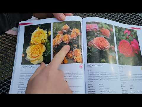 Видео: Каталог роз Тантау 2024-2023