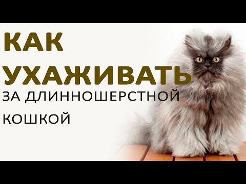 Видео: Как вычесывать длинношерстную кошку?