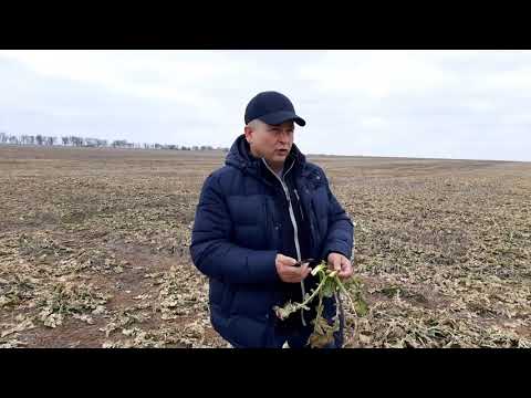 Видео: Озимий ріпак. Рекомендації перед весняним стартом