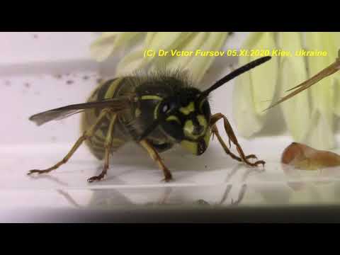 Видео: Где Осы Зимуют? Привет от Осы Королевы Vespula vulgaris (Vespidae).