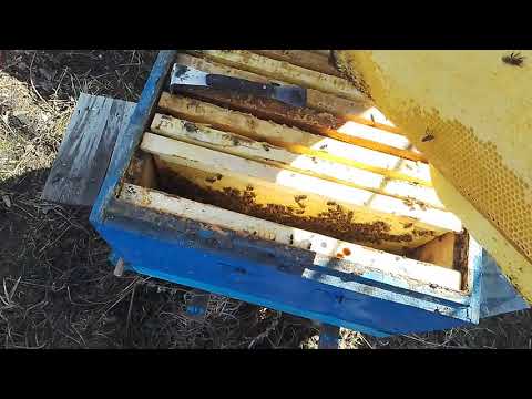 Видео: Рутовская система пчеловодства.