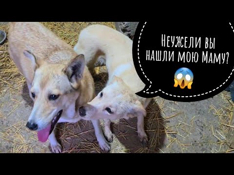 Видео: Мы нашли маму оскелетевшей Мори😱