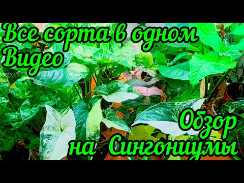 Видео: Обзор на Сингониумы / Все сорта моей коллекции