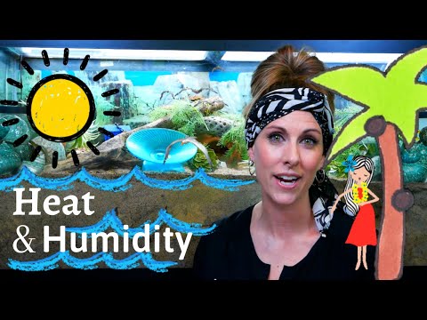 Видео: Жара и влажность для рака-отшельника || Tat Chats