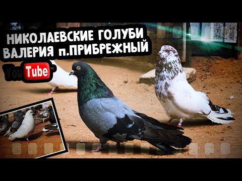 Видео: Николаевские голуби Валерия Сидорова. п.Прибрежный Самарская область