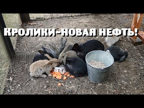 Видео: КРОЛИКИ-НОВАЯ ДЕРЕВЕНСКАЯ НЕФТЬ!