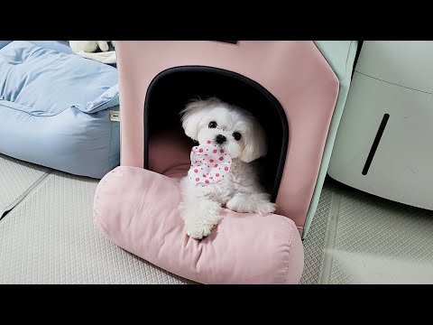 Видео: Почему нельзя давать собаке куклу в трусиках