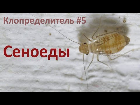 Видео: Клопределитель #5 Сеноеды