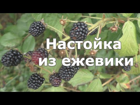 Видео: Настойка из ежевики