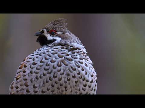 Видео: Просто рябчик, hazel grouse, tetrastes bonasia, 4k, 60p