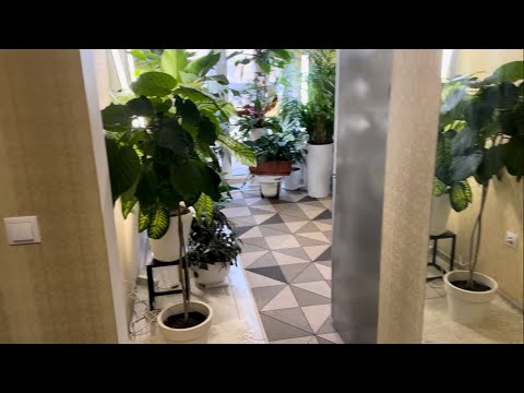 Видео: Обзор растений на кухне