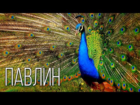 Видео: Павлин: Королевская птица | Интересные факты про павлинов