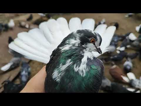 Видео: Кормление об уходе и продаже. О бо всём.#pigeon #birds #pigeonlover #птицы