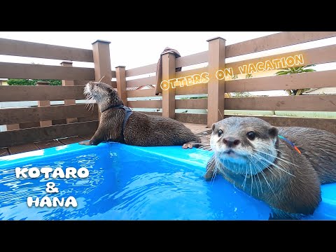 Видео: Мои выдры посещают аквариум и курортный отель
