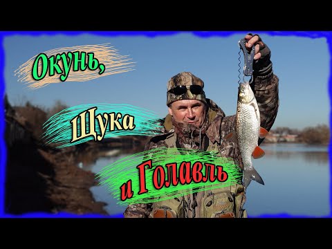 Видео: Окунь, щука и голавль. Весенний микроджиг