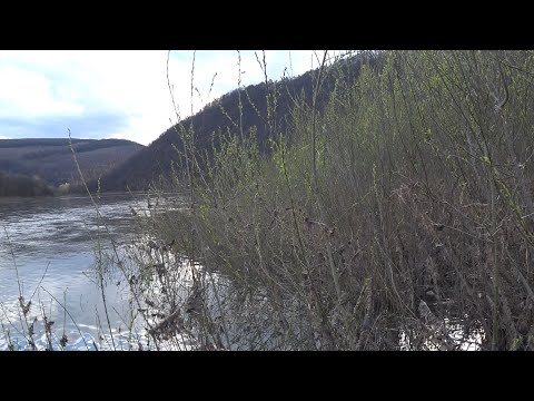 Видео: Ловля на печінку і опариша \ Дністер